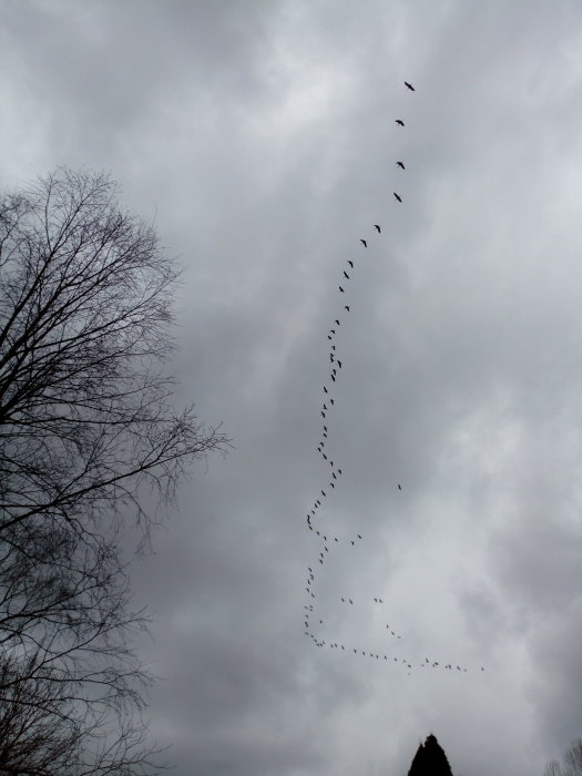 Formation av fåglar som flyger i V-formation mot en molnig himmel, med träd i förgrunden.