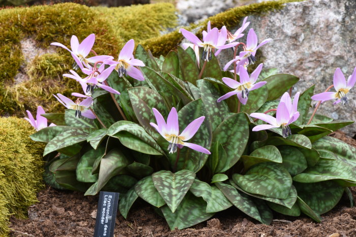 Erythronium dens-canis 'Lilac Wonder' hundtandsliljor med rosa blommor och marmorerade blad.