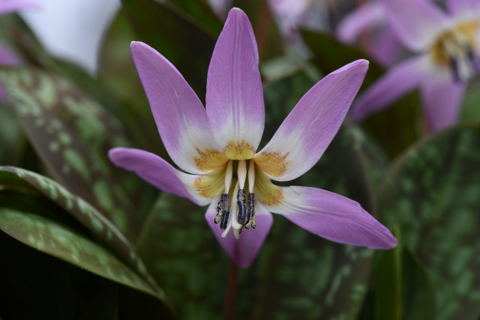 Närbild av blommande Erythronium dens-canis 'Lilac Wonder', en lila hundtandslilja med märkta blad.