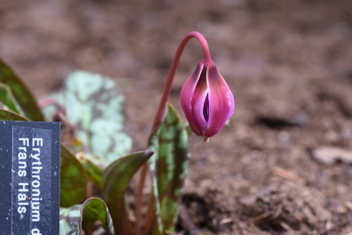 Lilakfärgad hundtandslilja Erythronium dens-canis 'Frans Hals' närbild med en skylt och suddig bakgrund.