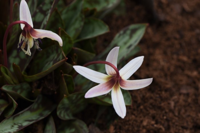 Hundtandsliljan Erythronium dens-canis 'Lilac Wonder' med lila och vita kronblad i blom.