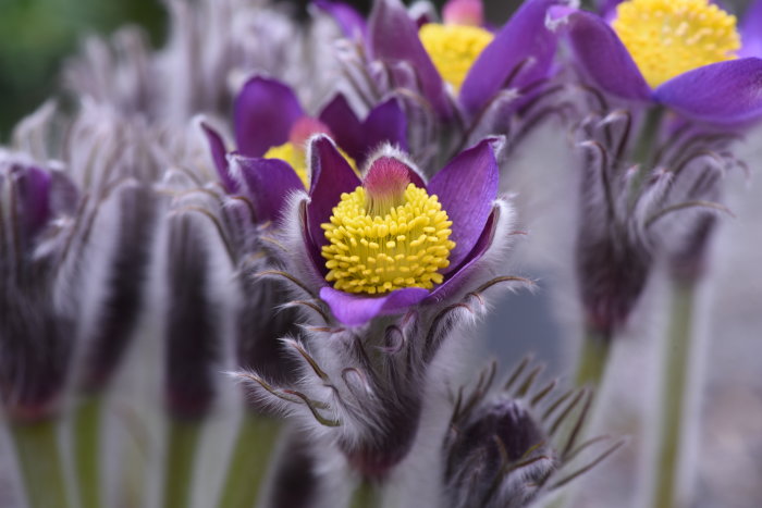 Närbild av lila och gula blommande Pulsatilla patens, även känd som nipsippa, med synliga hår på stjälk och knopp.