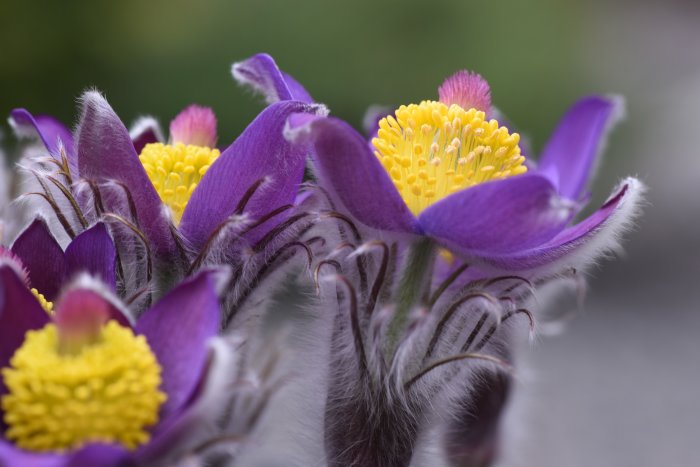 Närbild av lila Pulsatilla patens blommor med gula ståndare och ludna stjälkar.