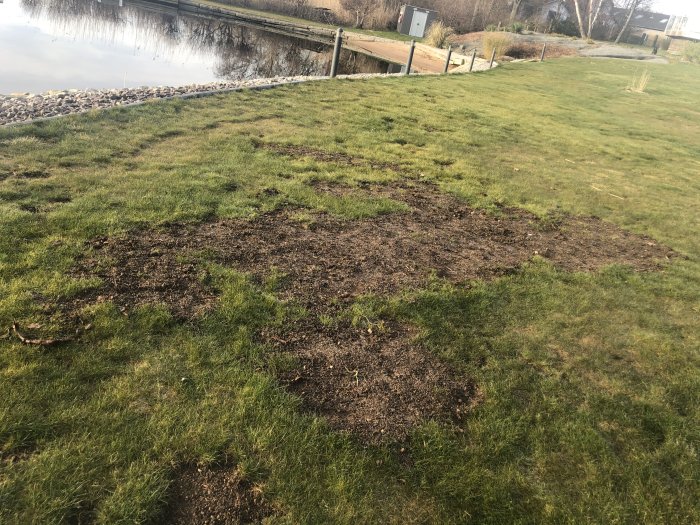 Gräsmatta med kala fläckar och nyplanterade områden vid vattenkant, dag 0 av återväxtprojekt.