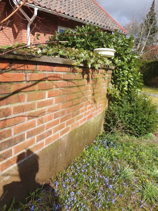 Tegelhus med påväxt av klätterväxter och gröna växter framför huset ovanför ett blommande blåstjärnefält.