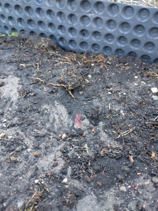 En sparris som sticker upp ur jorden bredvid ett svart växthusunderlag med porös struktur.