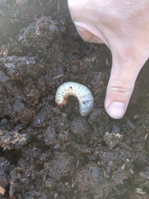 En larv som ska bli en noshornsbagge i gödsel med en persons hand som pekar.