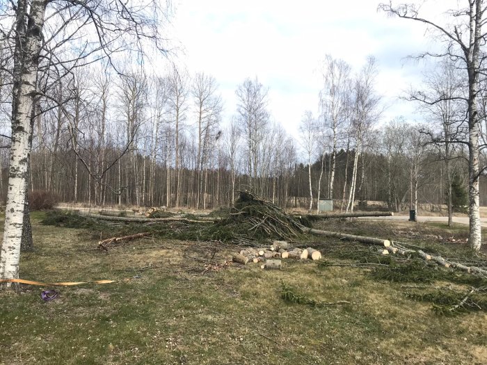 Fallna granträd och grenar utspridda på gräs framför en skog med björkar, efter avverkning.