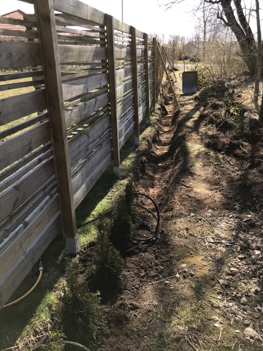 Grävd jordremsa längs staket med nyplanterade thuja Smaragd och trädgårdsredskap.