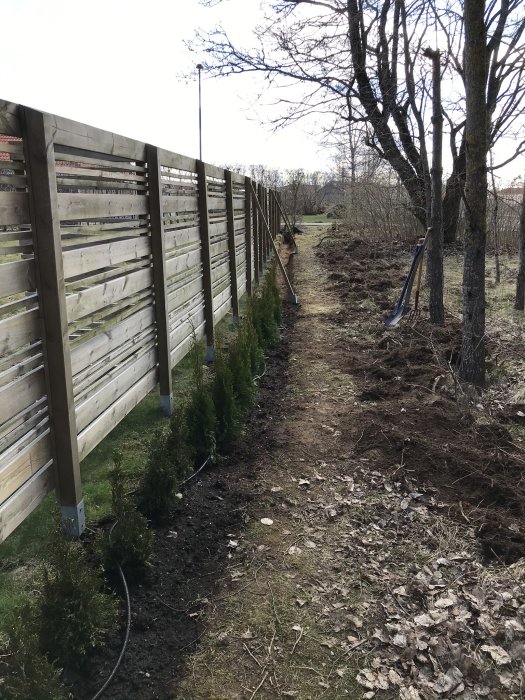 Thuja 'Smaragd' plantor utplanterade längs en staketlinje i en trädgård med omgrävda rabatter och trädgårdsverktyg i bakgrunden.