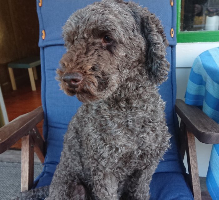 Grålockig hund sitter bekvämt på en verandastol.