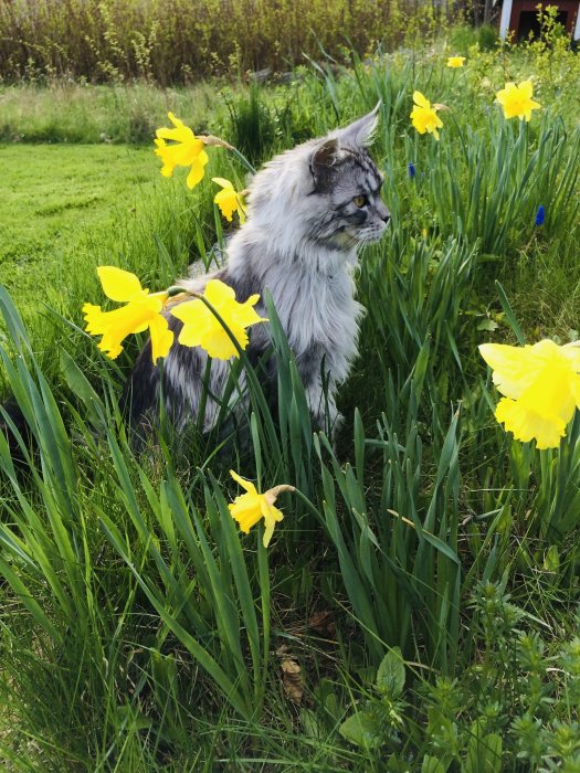 En katt bland påskliljor i en trädgård, som tittar åt sidan med ett vaket uttryck.