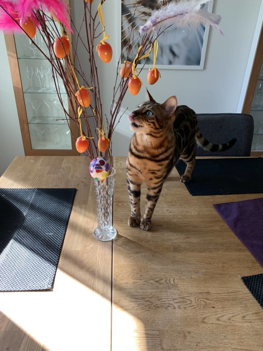 Bengalkatt blickar uppåt mot en påskris med hängande dekorationer i en vas på ett träbord.