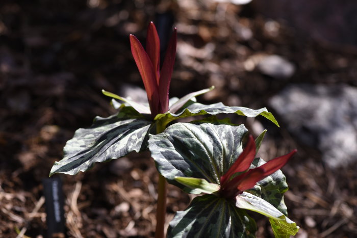 Blommande Trillium med rödvioletta kronblad och marmorerade blad i en trädgårdsmiljö.