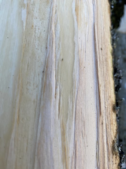 Närbild på en avbarkad trädstam som visar bark och underliggande lager.