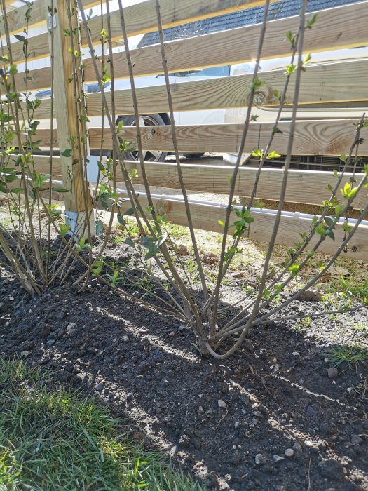 Nyplanterade vintergröna ligusterbuskar som är 120-150 cm höga bredvid ett trästaket.