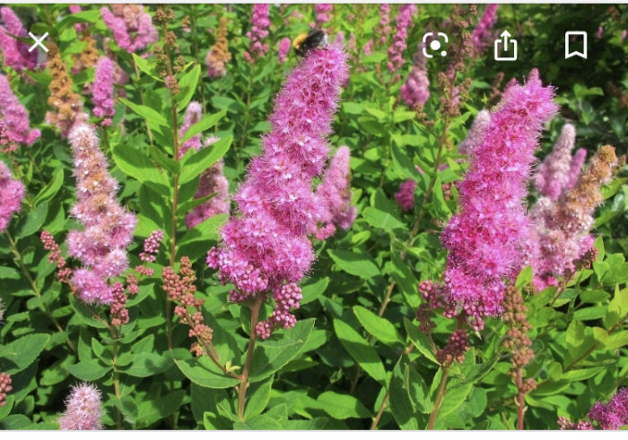 Ljusrosa blommande klasspireabusk med långa blomklasar bland gröna blad, känd för att sprida sig snabbt.