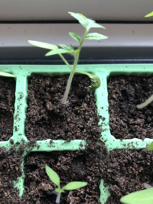 Tomatplantor med små gråvita fläckar på bladen i en grön sålåda med fuktig jord.