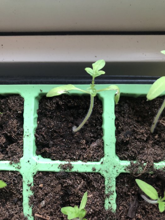 Plantskola med små tomatplantor i självsåningslåda, några blad med grå/vita fläckar och rullade kanter.