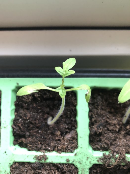 Ung tomatplanta med grå/vita fläckar på bladen i en grön sålåda med fuktig jord.