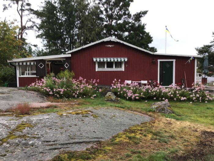 Röd stuga med vita knutar, omgiven av blommande buskar och hällar, med svenska flaggan i bakgrunden.