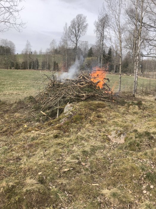 Påskeld av nedskurna enar och små träd på en gräsmark.