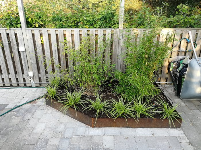 Trädgårdsland med bambu och prydnadsgräs i rostiga stålkanter på 300mm höjd, intill en trästaket och stenplattor.