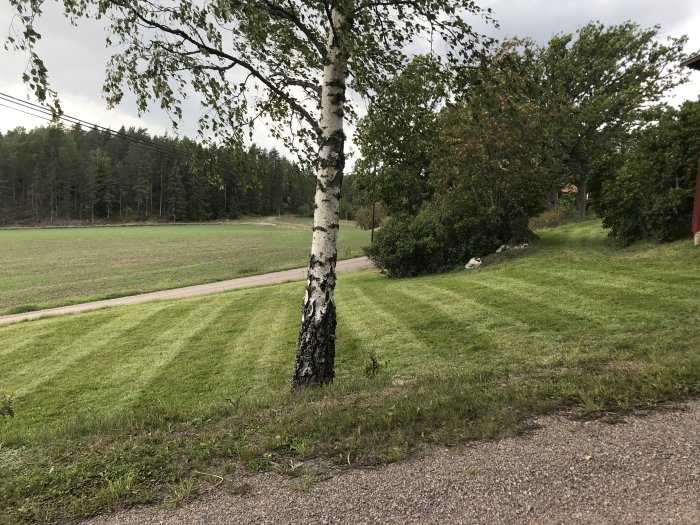 Perfekt klippt gräsmatta med distinkta gröna ränder intill en björk, med landskap i bakgrunden.