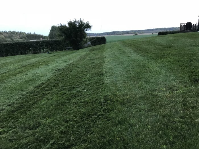 Gräsmatta med tydliga raka klippspår som skapar ett randigt mönster över gräsytan vid skymning.