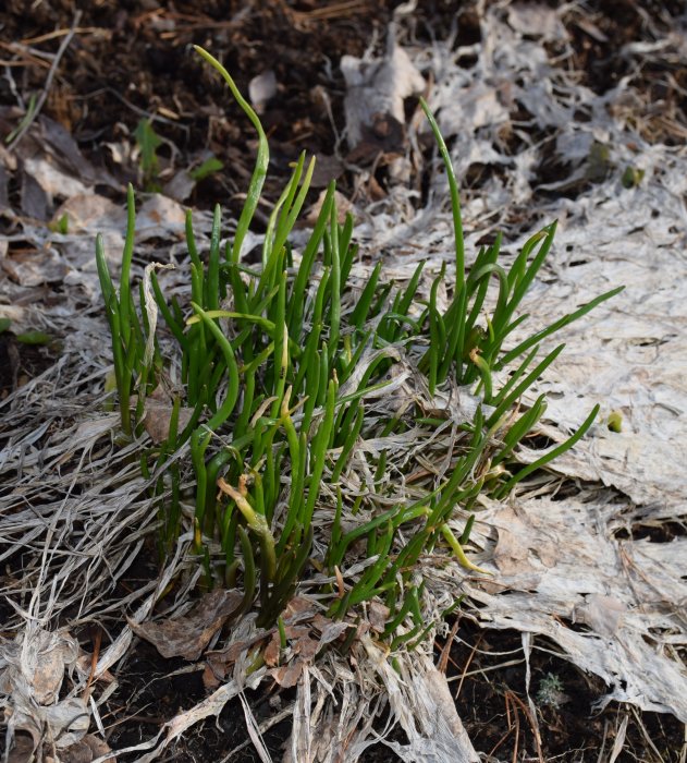 Gröna gräslöksskott som spirar upp från brun död vegetation efter vintern.