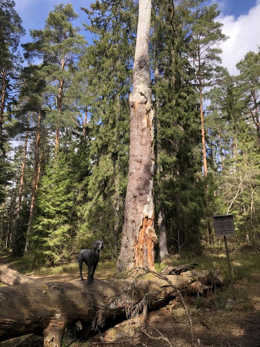 Hund står på en stor fallande trädstam framför en hög död träd med en skylt som säger "Stortallen".