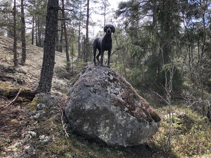 Hund står på en stor sten i skogen omgiven av träd och mossa.