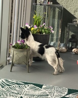 Liten svartvit hund vaktar uppmärksamt på en inredd balkong med blomkrukor och dekor.