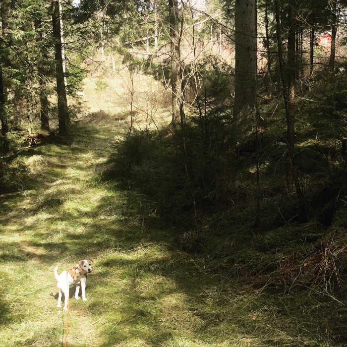 Hund i skogsmiljö ser stolt ut med okänt föremål i munnen.