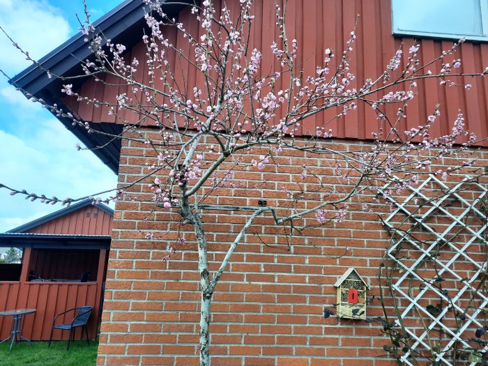 Blommande träd och fågelholk på tegelvägg med en träspaljé och röd stuga i bakgrunden.