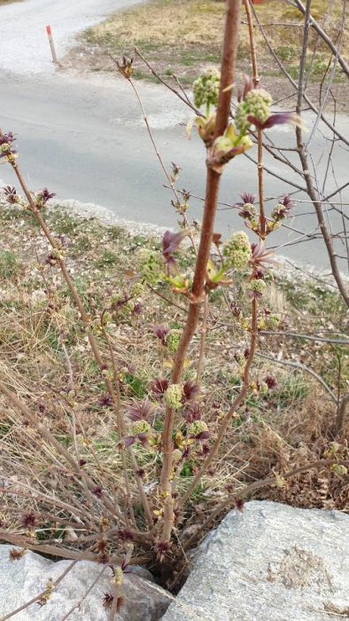 En växt med rödbruna spirande knoppar och gröna blad utmed en vägkant, med en oskarp väg i bakgrunden.