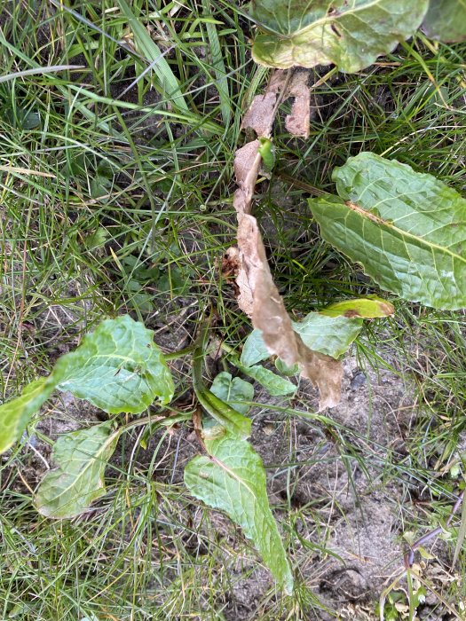 Ogräs med gröna blad bland gräs på en gräsmatta, tecken på tidig vårsäsong.