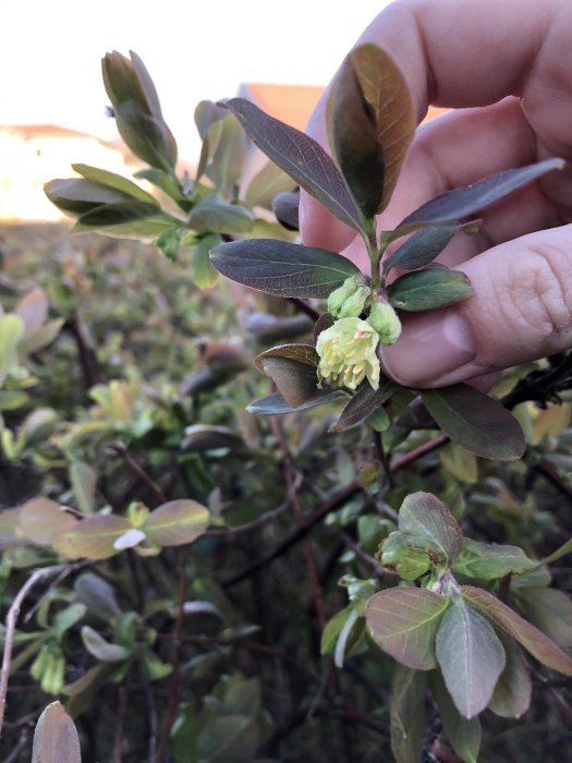 Hand håller gren av buske med utslagna blommor för identifikation om det är Blåtry eller Blåbärstry.