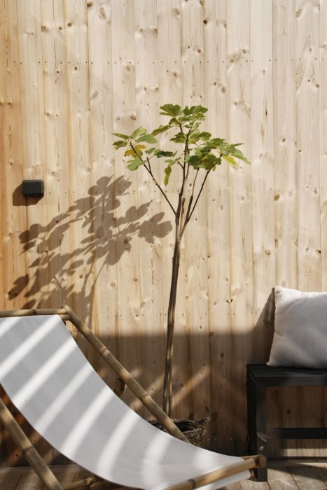 Trädgårdshörna med väggbeklädnad av värmebehandlad furupanel som visar gråtoning, flankerad av en solstol och en grönskande planta.