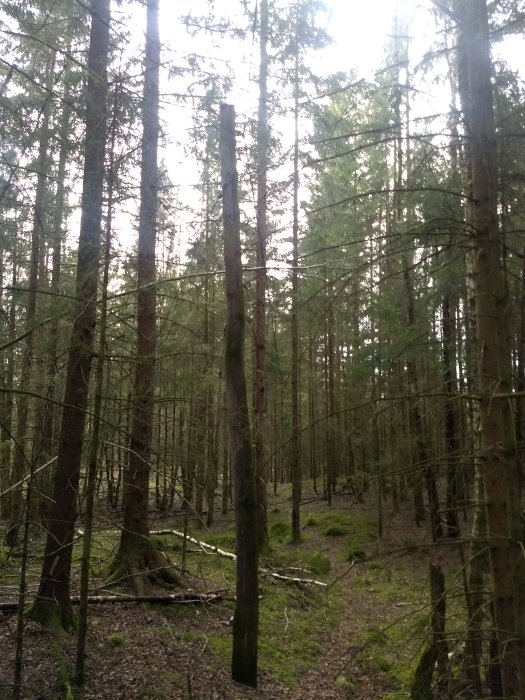 Gamla telefonstolpe i skog med täta träd och mossa på marken.