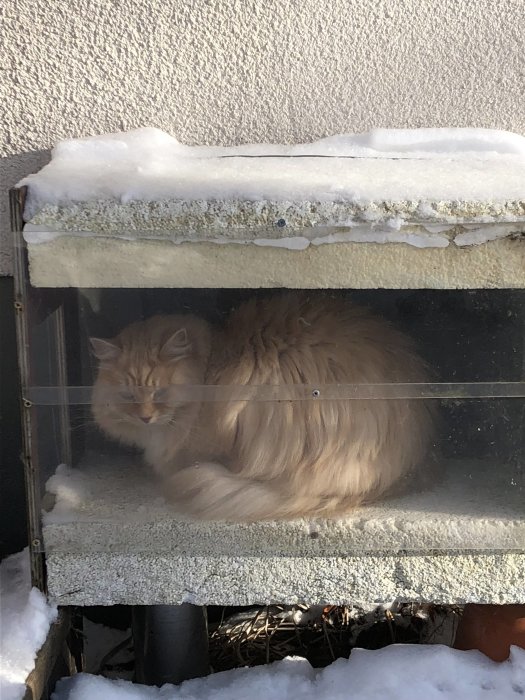 Katt ligger i ett hemmabyggt kattskjul av frigolit och trä med plexiglasskiva, täckt av snö.