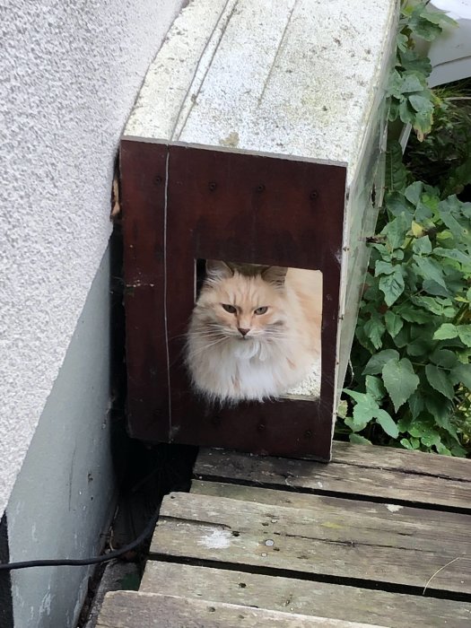 Katt i hålet på ett hemmagjort frigolit- och trähus med plexiglasskiva, sittandes på en trätrall.