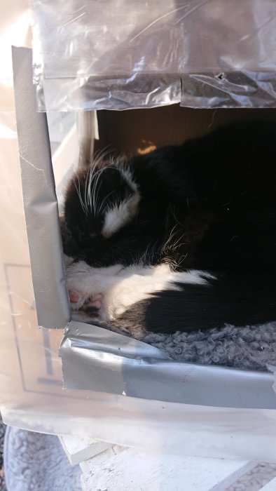 Katt som sover i hembakad koja av kartong, vaxduk och plast, med synlig dyna och fönster av plastlock.