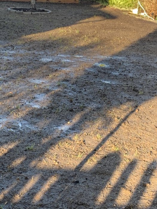 Nysådd gräsmatta med sparsam gräsgroning och skuggor två veckor efter sådd.