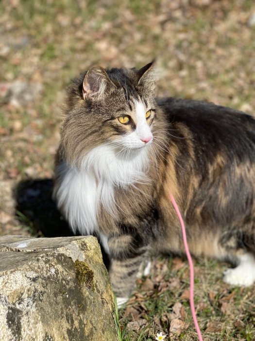 Långhårig katt i sele sitter utomhus bredvid en sten, med en rosa koppel och ser åt sidan.