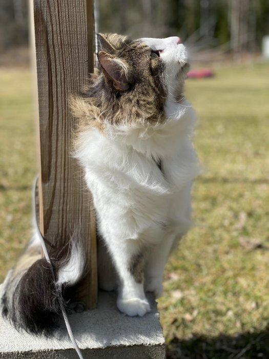 Fluffig katt sitter utomhus och ser uppåt, nära en träpelare och på en stenplatta, med koppel.