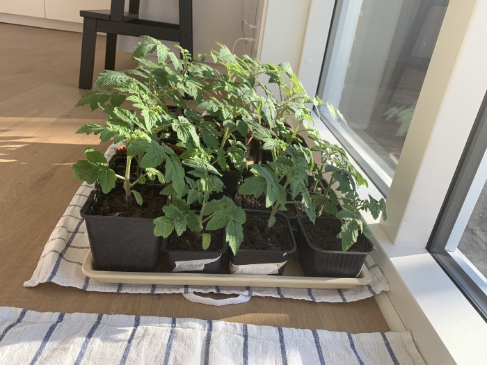 Unga plantor av tomat och jordgubbar redo för utplantering, placerade inomhus vid ett fönster.
