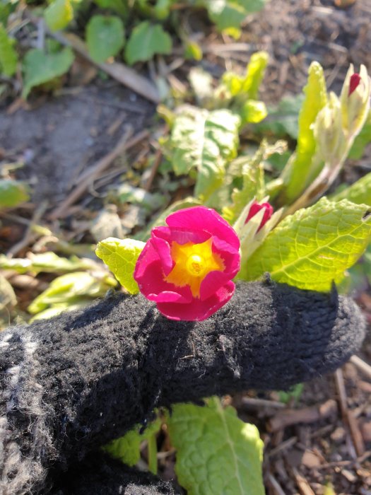 Rosa blomma med gul mitt som vilar på en svart stickad handske mot en bakgrund av grönska.