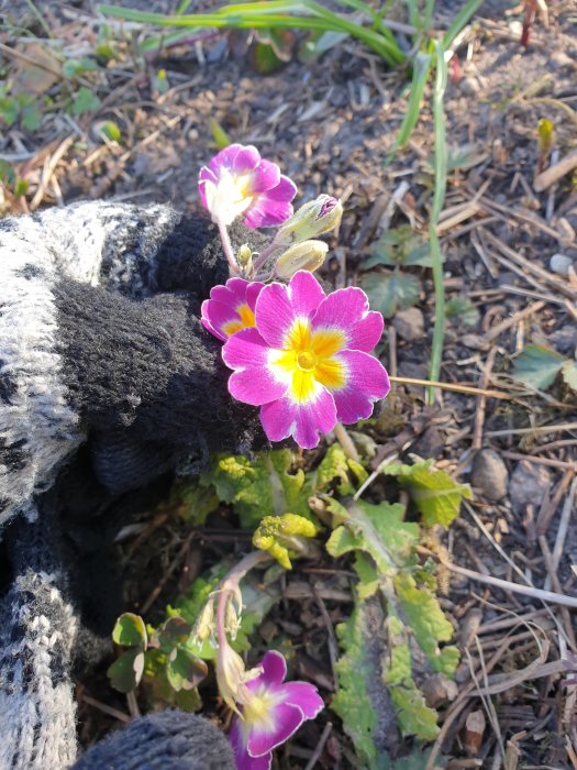 Rosa och gula penseér blommar vid en stickad handske på marken.