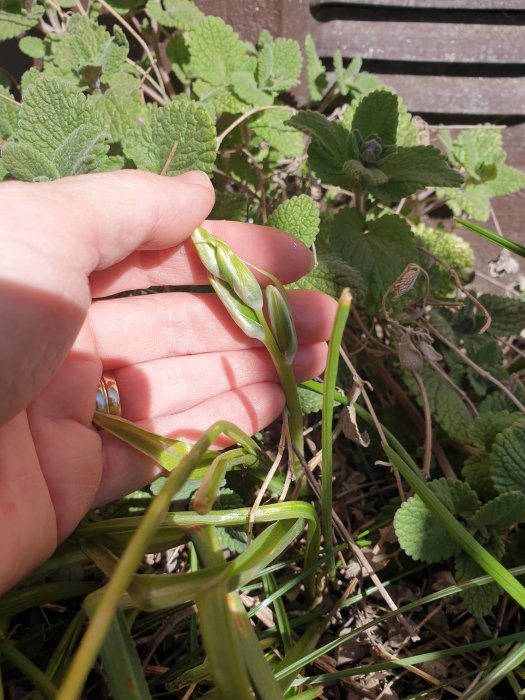 Hand som håller i en grön växt med knoppar vid en rabatt, fråga om växtens identitet och värdet av att flytta den.